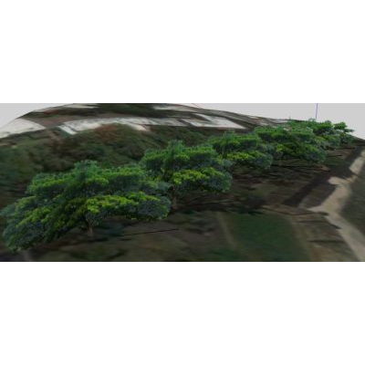 Arboles zip