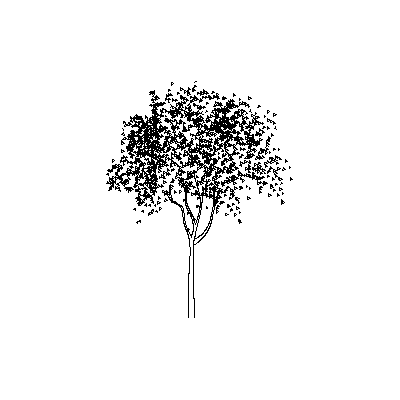 Arbol Frondoso en Alzado