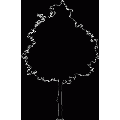 Contorno de arbol