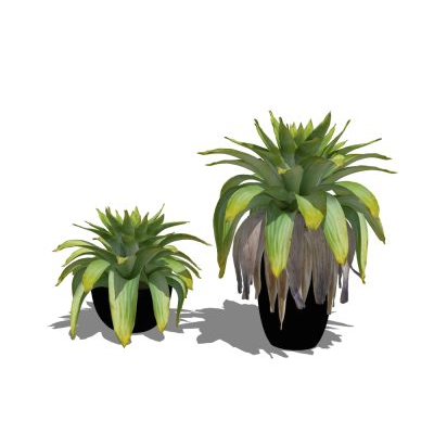 Plantas decorativas de interior texturizadas